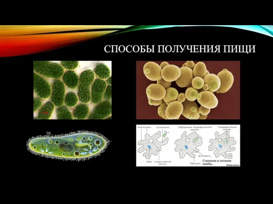 СПОСОБЫ ПОЛУЧЕНИЯ ПИЩИ