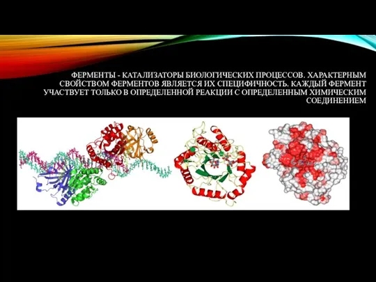 ФЕРМЕНТЫ - КАТАЛИЗАТОРЫ БИОЛОГИЧЕСКИХ ПРОЦЕССОВ. ХАРАКТЕР­НЫМ СВОЙСТВОМ ФЕРМЕНТОВ ЯВЛЯЕТСЯ ИХ СПЕЦИФИЧНОСТЬ. КАЖДЫЙ