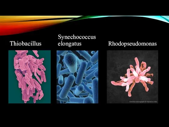 Thiobacillus Synechococcus elongatus Rhodopseudomonas