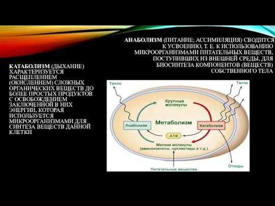 АНАБОЛИЗМ (ПИТАНИЕ; АССИМИЛЯЦИЯ) СВОДИТСЯ К УСВОЕНИЮ, Т. Е. К ИСПОЛЬЗОВАНИЮ МИКРООРГАНИЗМАМИ ПИТАТЕЛЬНЫХ