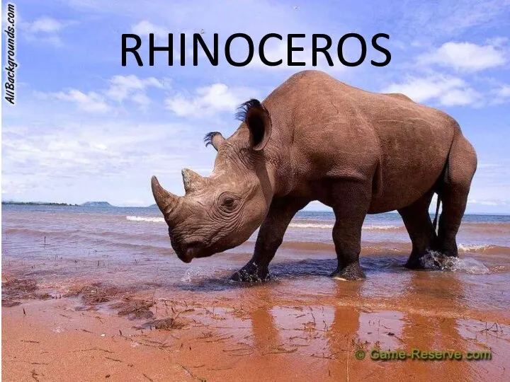 RHINOCEROS