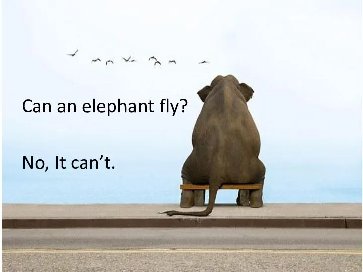 Can an elephant fly? No, It can’t.