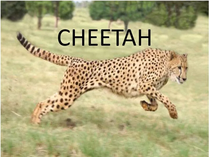 CHEETAH