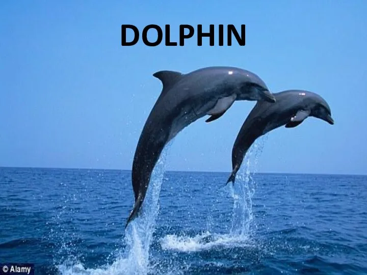 DOLPHIN