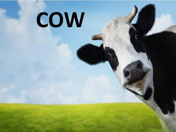 COW