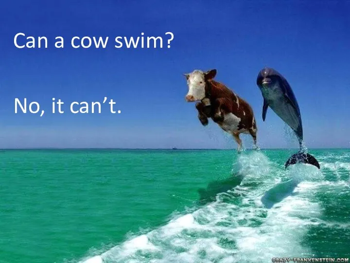 Can a cow swim? No, it can’t.