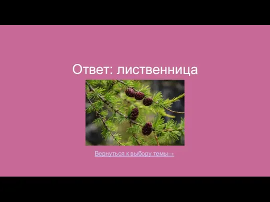 Ответ: лиственница