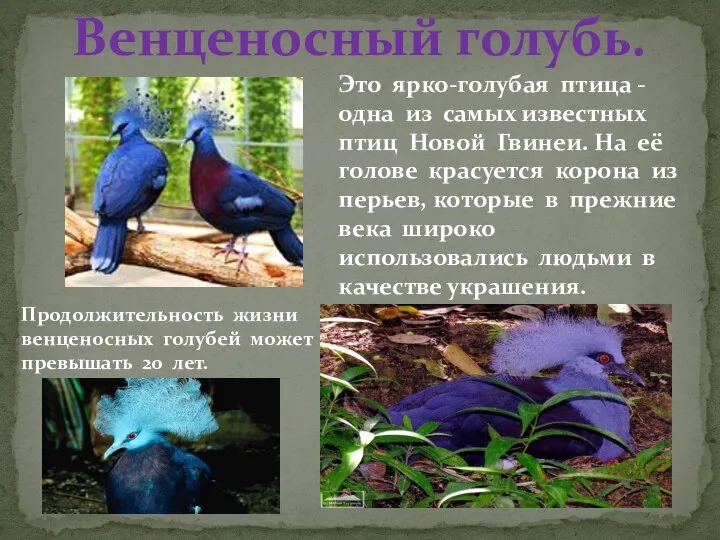 Это ярко-голубая птица - одна из самых известных птиц Новой Гвинеи. На