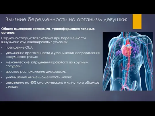 Влияние беременности на организм девушки: Общие изменения организма, трансформация половых органов: Сердечно-сосудистая