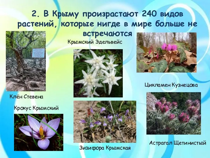 2. В Крыму произрастают 240 видов растений, которые нигде в мире больше