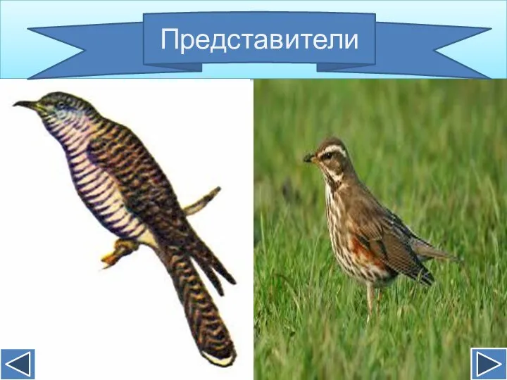 Представители