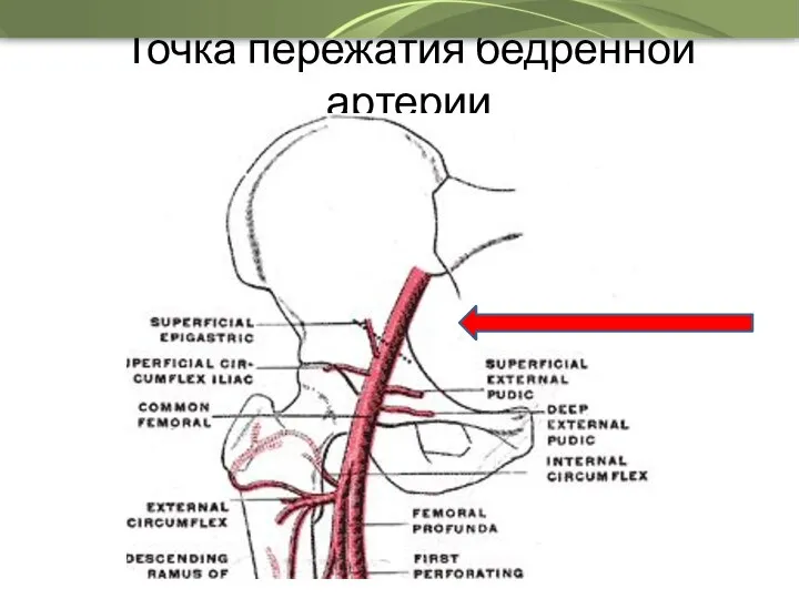 Точка пережатия бедренной артерии