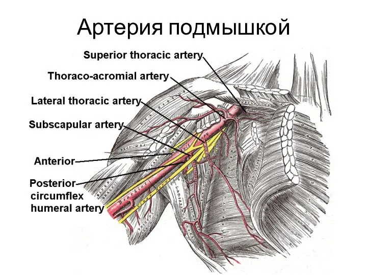 Артерия подмышкой