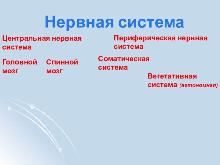 Нервная система Центральная нервная система Периферическая нервная система Головной мозг Спинной мозг