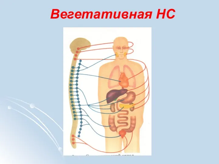 Вегетативная НС