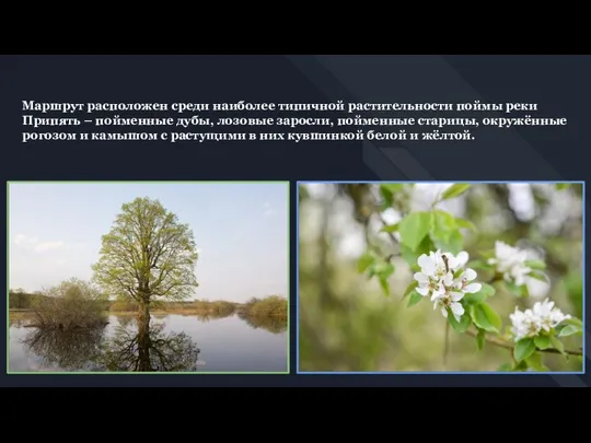 Маршрут расположен среди наиболее типичной растительности поймы реки Припять – пойменные дубы,
