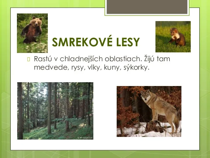 SMREKOVÉ LESY Rastú v chladnejších oblastiach. Žijú tam medvede, rysy, vlky, kuny, sýkorky.