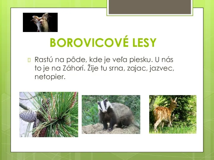 BOROVICOVÉ LESY Rastú na pôde, kde je veľa piesku. U nás to