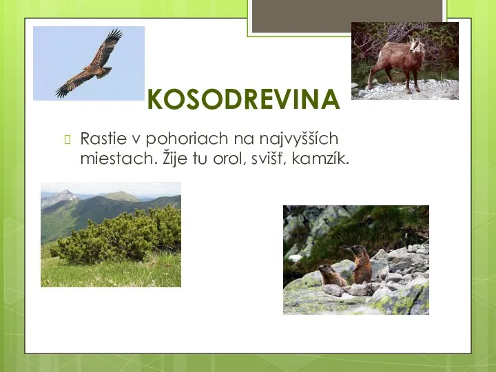 KOSODREVINA Rastie v pohoriach na najvyšších miestach. Žije tu orol, svišť, kamzík.