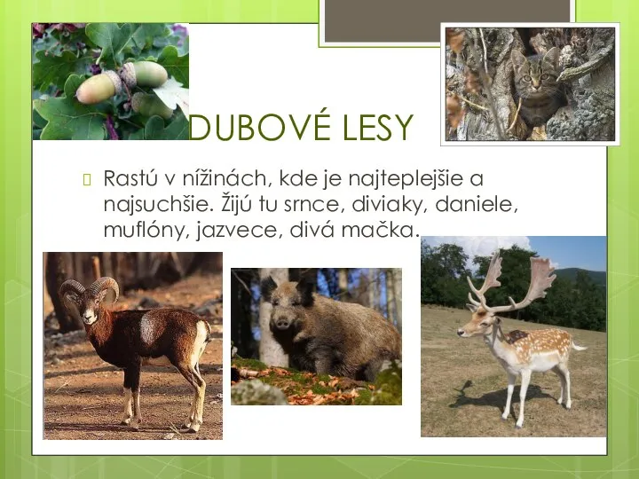 DUBOVÉ LESY Rastú v nížinách, kde je najteplejšie a najsuchšie. Žijú tu