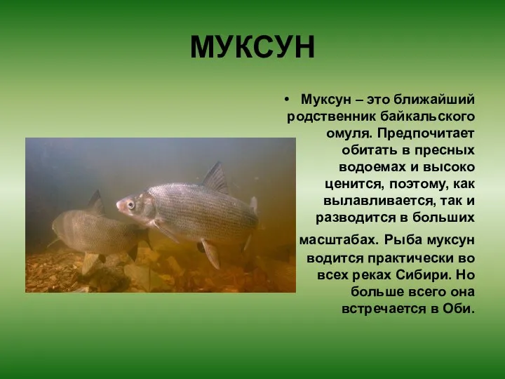 МУКСУН Муксун – это ближайший родственник байкальского омуля. Предпочитает обитать в пресных