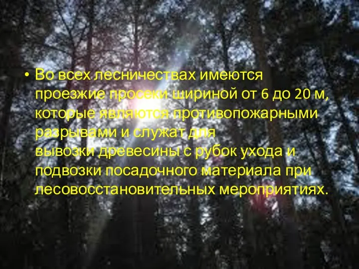 Во всех лесничествах имеются проезжие просеки шириной от 6 до 20 м,