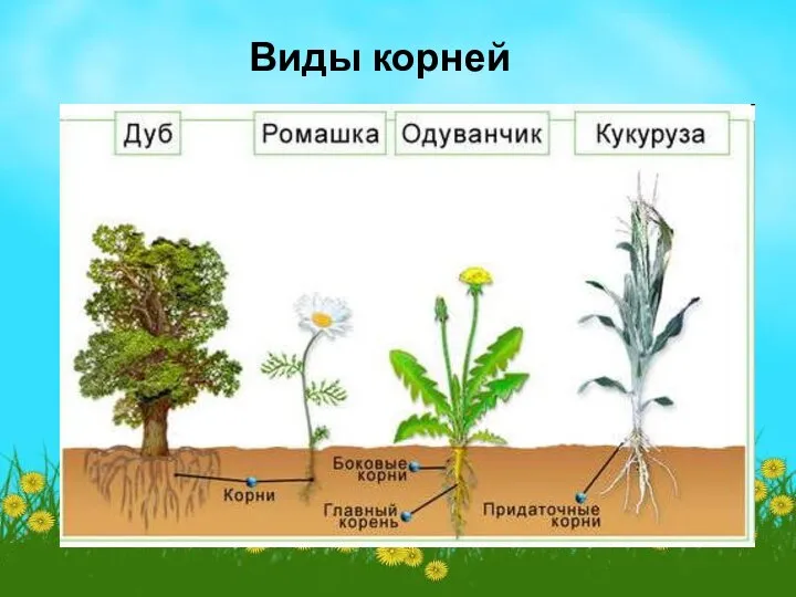 Виды корней