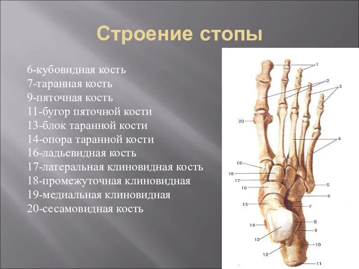Строение стопы 6-кубовидная кость 7-таранная кость 9-пяточная кость 11-бугор пяточной кости 13-блок