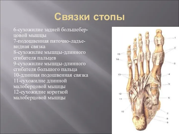 Связки стопы 6-сухожилие задней большебер- цовой мышцы 7-подошвенная пяточно-ладье- видная связка 8-сухожилие