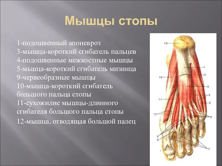 Мышцы стопы 1-подошвенный апоневроз 3-мышца-короткий сгибатель пальцев 4-подошвенные межкостные мышцы 5-мьшца-короткий сгибатель