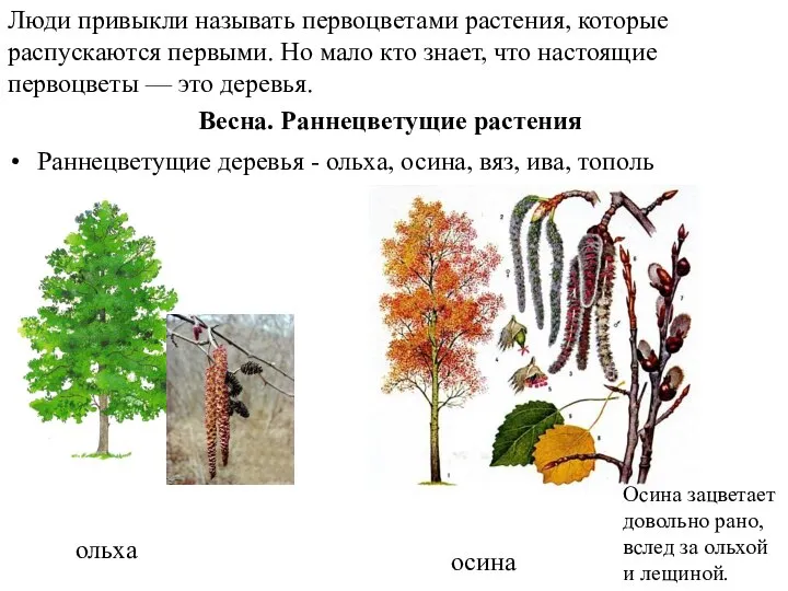 Весна. Раннецветущие растения Раннецветущие деревья - ольха, осина, вяз, ива, тополь ольха