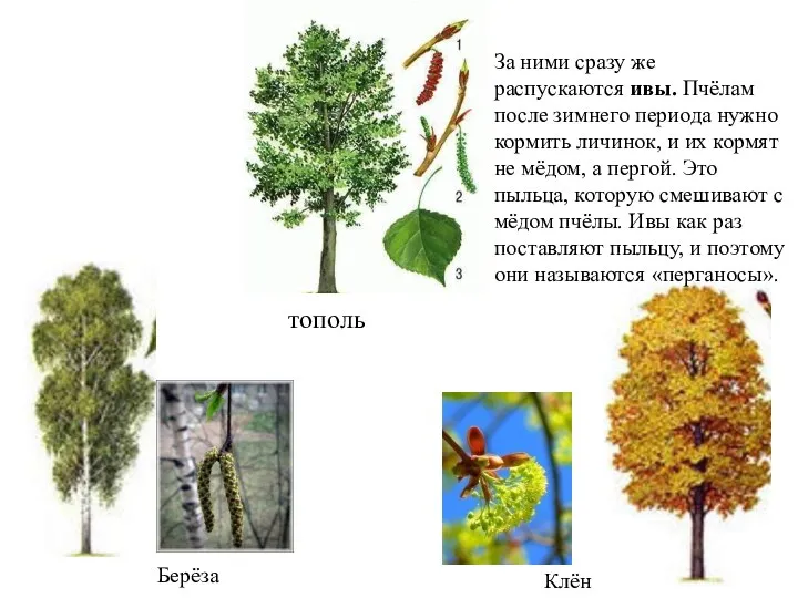 Берёза Клён тополь За ними сразу же распускаются ивы. Пчёлам после зимнего