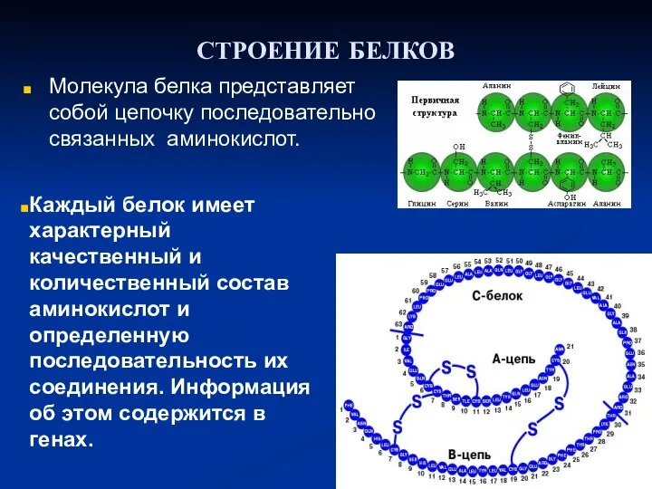 СТРОЕНИЕ БЕЛКОВ Молекула белка представляет собой цепочку последовательно связанных аминокислот. Каждый белок
