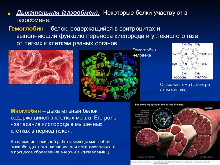 Дыхательная (газообмен). Некоторые белки участвуют в газообмене. Гемоглобин – белок, содержащийся в