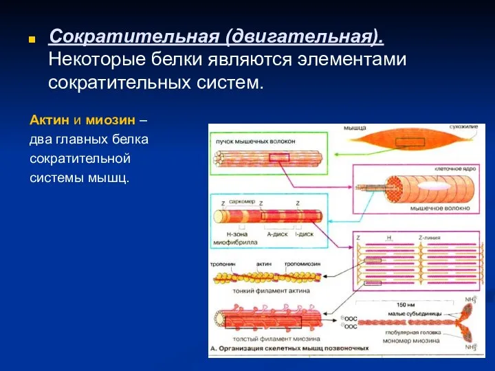 Сократительная (двигательная). Некоторые белки являются элементами сократительных систем. Актин и миозин –