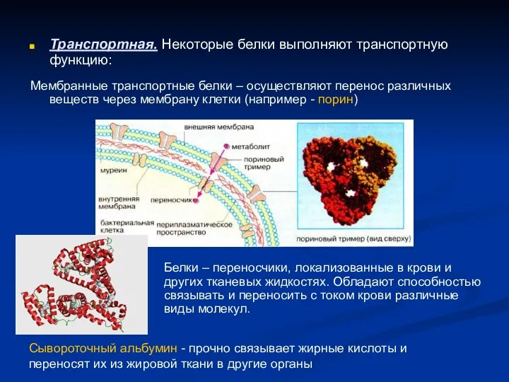 Транспортная. Некоторые белки выполняют транспортную функцию: Мембранные транспортные белки – осуществляют перенос