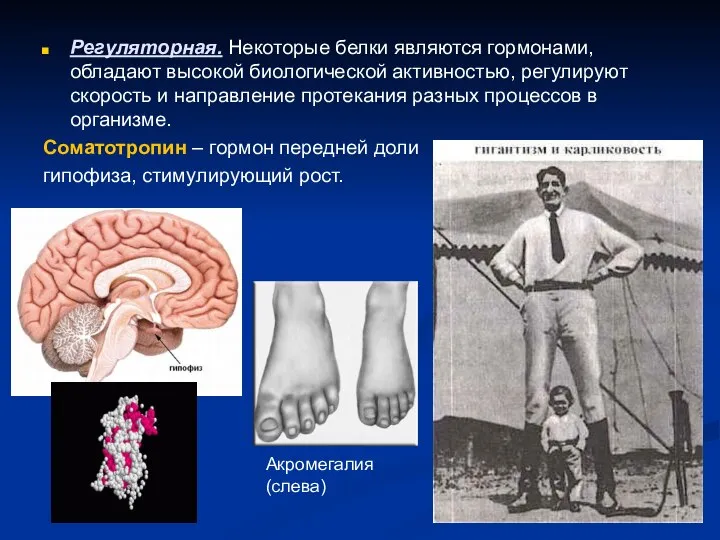 Регуляторная. Некоторые белки являются гормонами, обладают высокой биологической активностью, регулируют скорость и