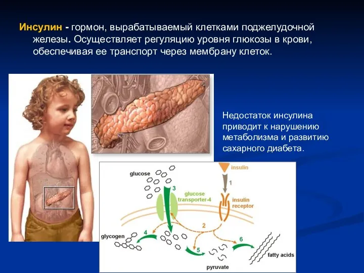 Инсулин - гормон, вырабатываемый клетками поджелудочной железы. Осуществляет регуляцию уровня глюкозы в