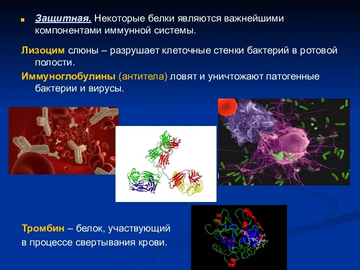 Защитная. Некоторые белки являются важнейшими компонентами иммунной системы. Лизоцим слюны – разрушает