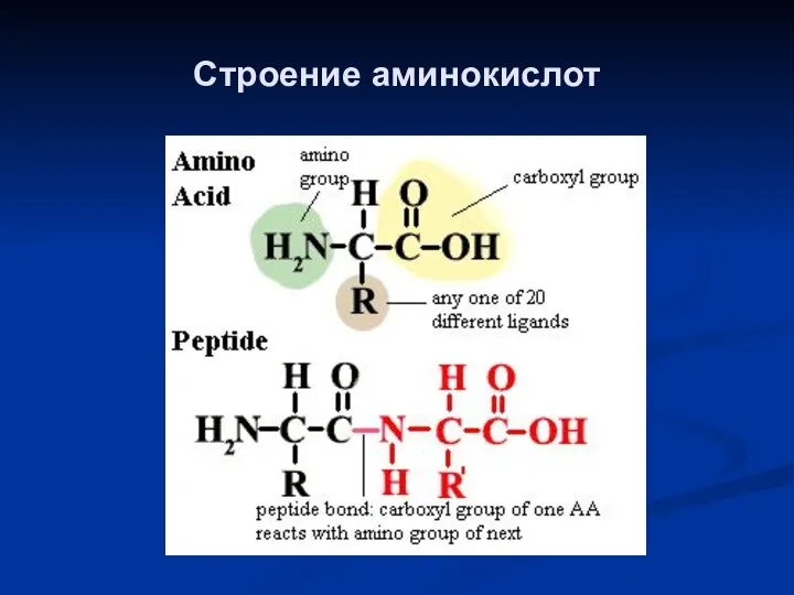 Строение аминокислот