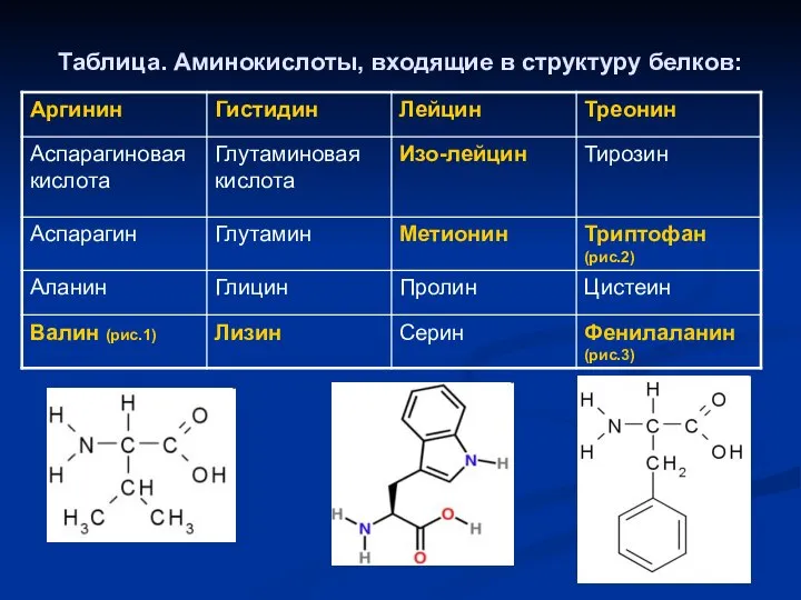 Таблица. Аминокислоты, входящие в структуру белков: