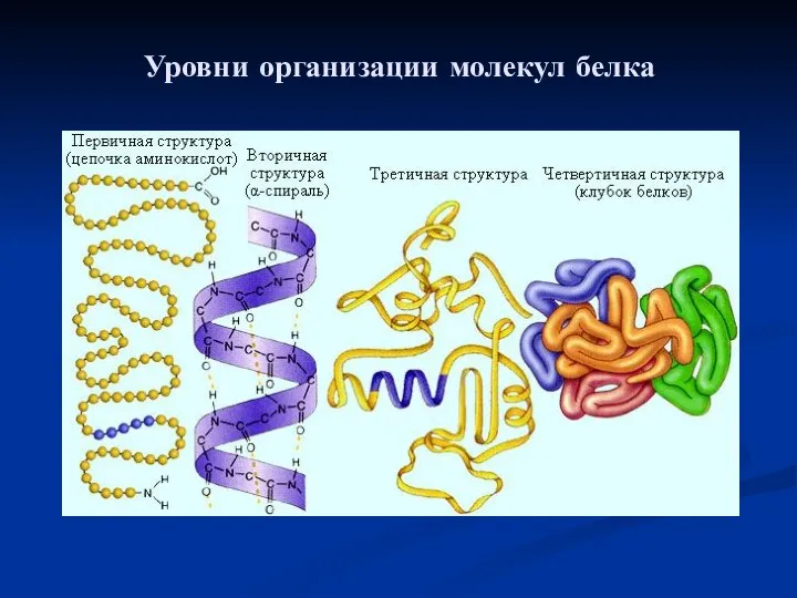 Уровни организации молекул белка