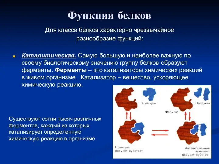 Функции белков Для класса белков характерно чрезвычайное разнообразие функций: Каталитическая. Самую большую