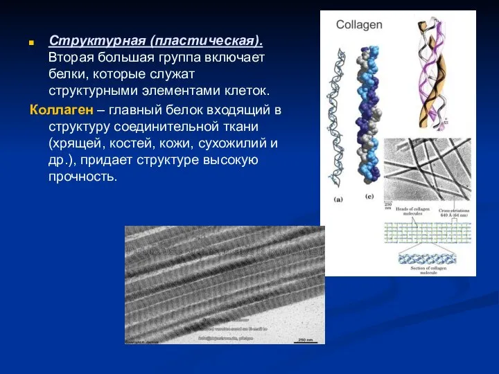 Структурная (пластическая). Вторая большая группа включает белки, которые служат структурными элементами клеток.