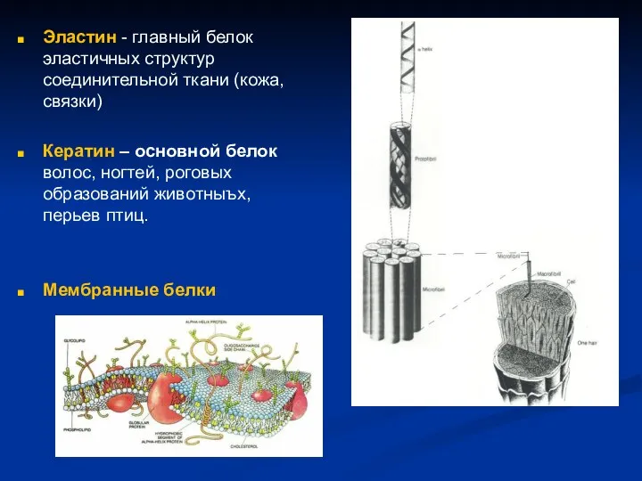 Эластин - главный белок эластичных структур соединительной ткани (кожа, связки) Кератин –