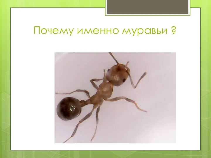 Почему именно муравьи ?