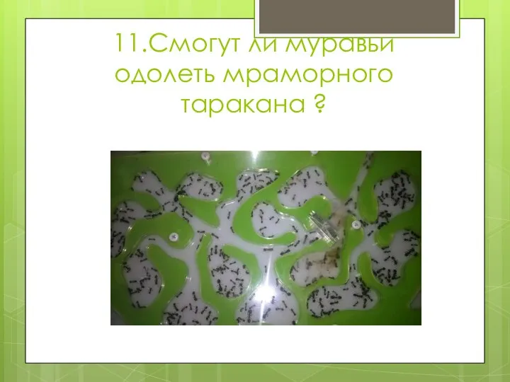 11.Смогут ли муравьи одолеть мраморного таракана ?