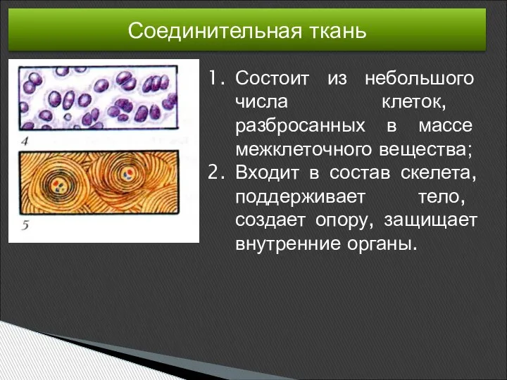 Соединительная ткань Состоит из небольшого числа клеток, разбросанных в массе межклеточного вещества;