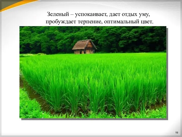 Зеленый – успокаивает, дает отдых уму, пробуждает терпение, оптимальный цвет.