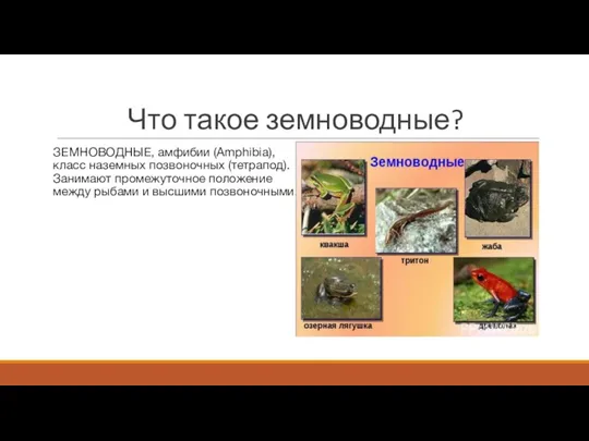 Что такое земноводные? ЗЕМНОВОДНЫЕ, амфибии (Amphibia), класс наземных позвоночных (тетрапод). Занимают промежуточное